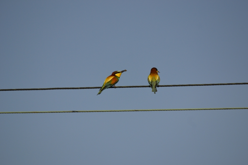 Avifauna humor